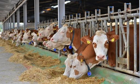 L’importation des vaches laitières autorisées à partir de janvier 2022