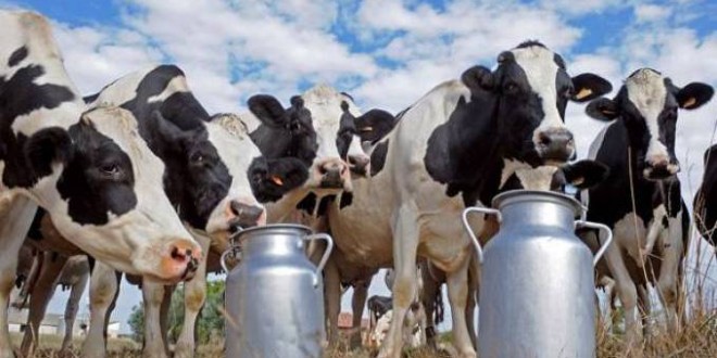 Pour remédier à la pénurie du lait: L’office ONIL annonce l’augmentation de la production et la distribution du produit