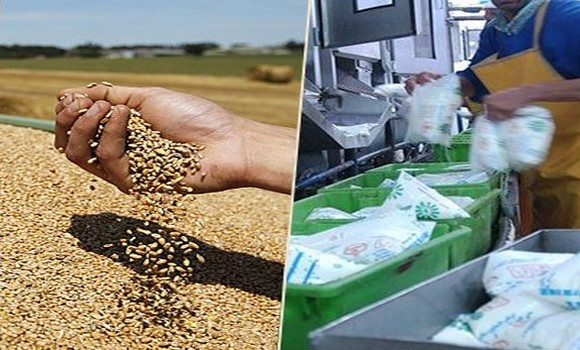 Production du lait lait et légumineuse: Tebboune revoit les prix d’achats et la marge bénéficiaire à la hausse