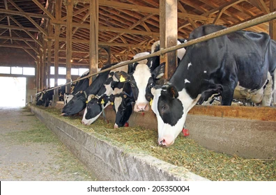 ALIMENT DU BETAIL: L’ONAB annonce la baisse des prix