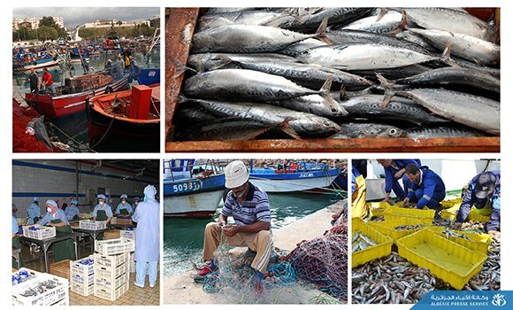 L’Algérie exporte une moyenne de 5.000 tonnes/an de produits halieutiques