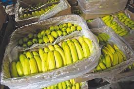COMMERCE: Rappelle à l’ordre de 53 importateurs de bananes