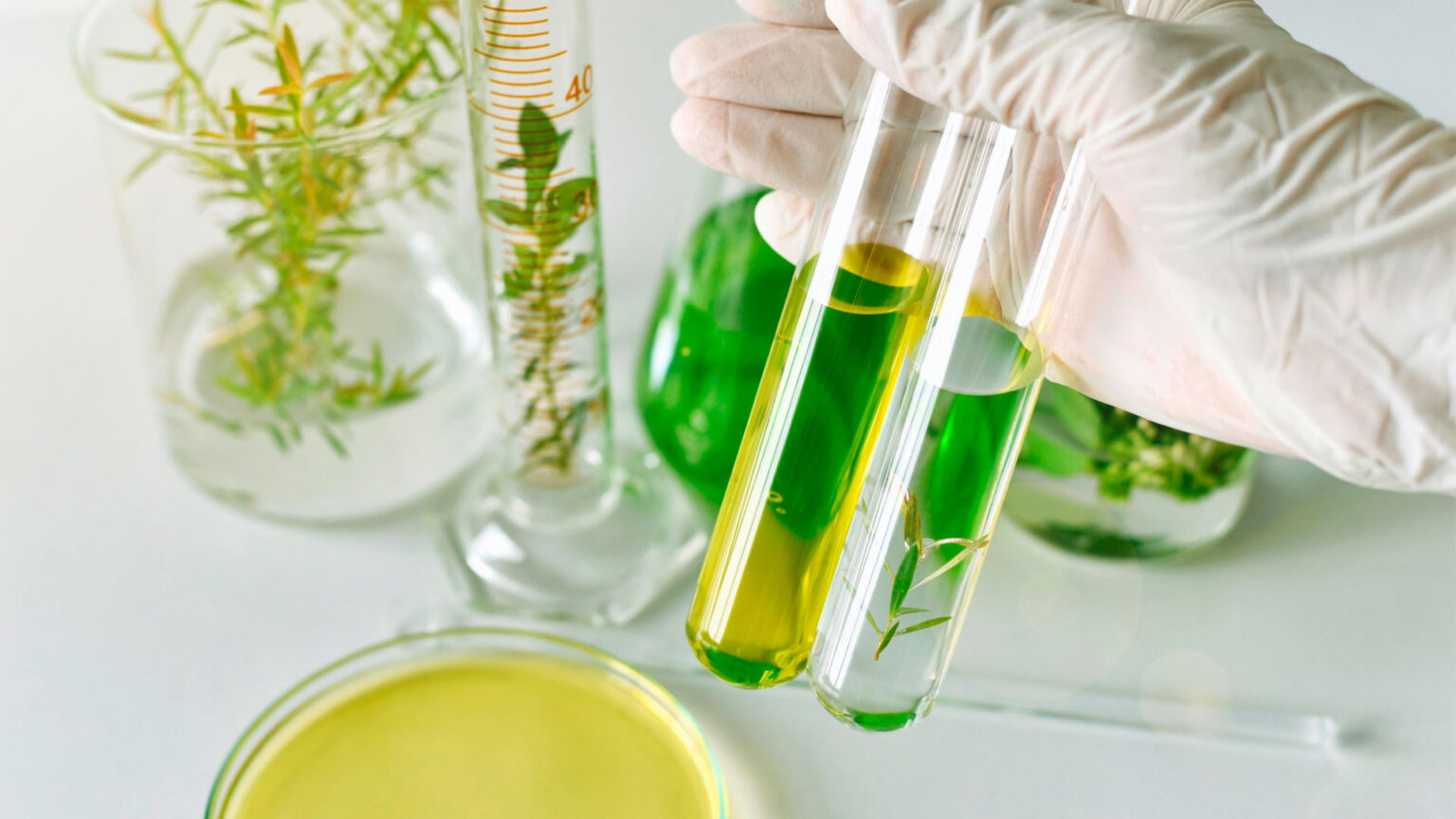 PLANTES MEDECINALES : Le laboratoire First Remède lance la production de sa matière première