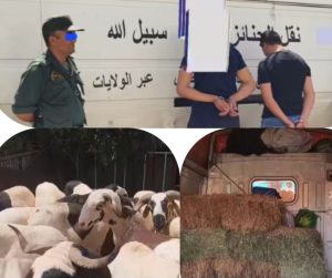 Insolite : On transporte les moutons de l’aid dans un transport funèbres